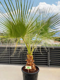 Palmera Washintoniana